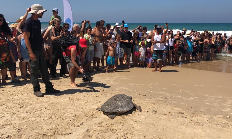 חוף בת ים: הצבים 'קובי' ו'משה' שבו לשחות בטבע