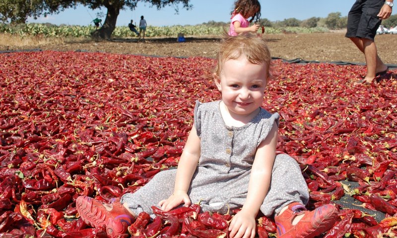 "חוות דרך התבלינים" בשדות בית לחם הגלילית מזמינה אתכם בסוכות לפסטיבל הפפריקה