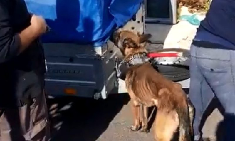 צפו: המשטרה הצילה כלבים שיועדו לקרבות