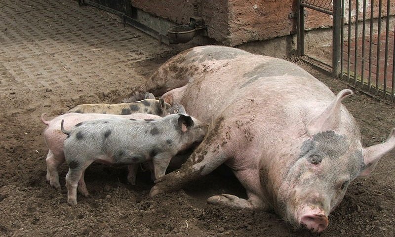 פרשת שמיני: אל תטמטמו את הנפש