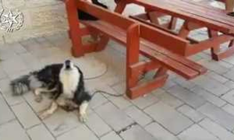 הכלב זוהה לפי הנביחות בשיר הפתיחה של 'שמש'