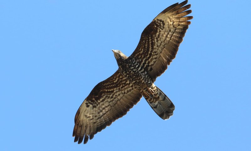 לראשונה קינון של אית צרעים בישראל