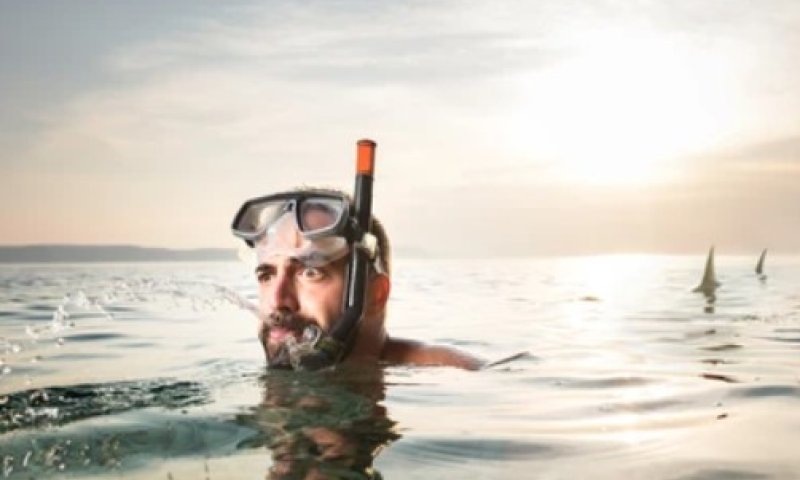 טורפים בחוף: מה לעשות ואיך להתנהל אם פוגשים כריש בחופי ישראל