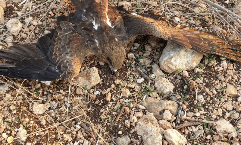 שוטרים הצילו דיה שחורה פצועה בג'דיידה מכר