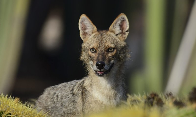 משרד הבריאות: תן נגוע בכלבת נמצא במושב רמת צבי