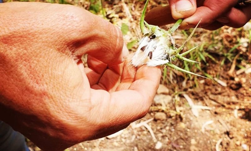 מכללת מעינות: מוצאים את צמחי המרפא ליד הבית