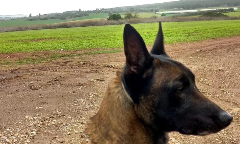 הציל את הלוחמים: כלב הימ"מ נהרג בפעילות בשכם