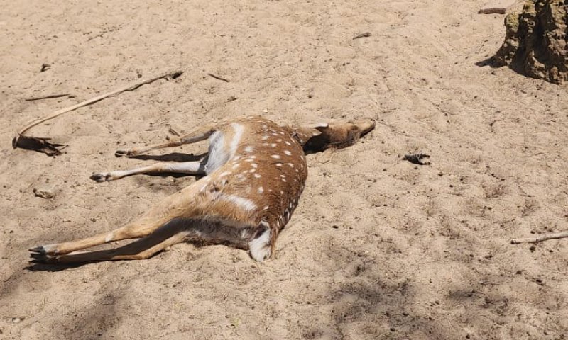 מכמיר לב: איילים נטרפו על ידי כלבים משוטטים מעזה