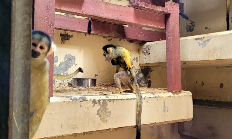 בגודל פצפון: קוף סנאי נולד בגן החיות התנ"כי