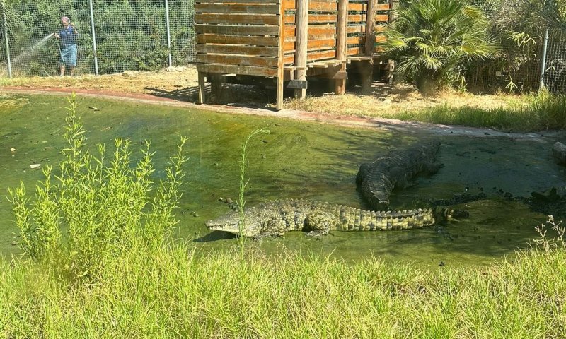 אירוע חריג: תנין תקף מטפל בגן החיות התנ"כי, מצבו קשה