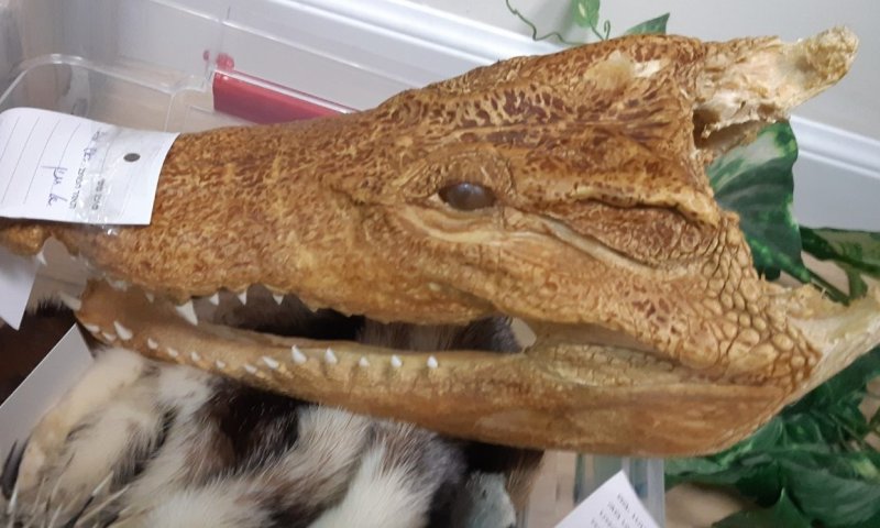 שת"פ בינלאומי: נתפסו סוחרים באלפי בעלי חיים