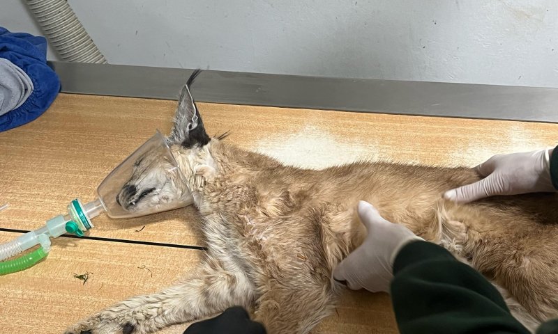 אחרי שנשכה חיילים בבסיס: הקרקלית הפצועה הגיעה לבית החולים