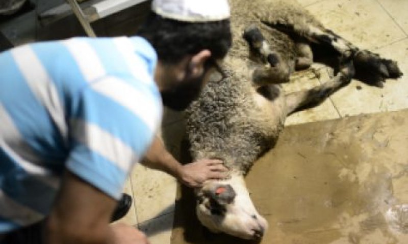 איפה הרבנים כשמדובר בהלכות צער בעלי חיים?