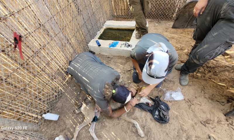 בזכות משחק הכדורגל: חייו של הזאב הקטן ניצלו