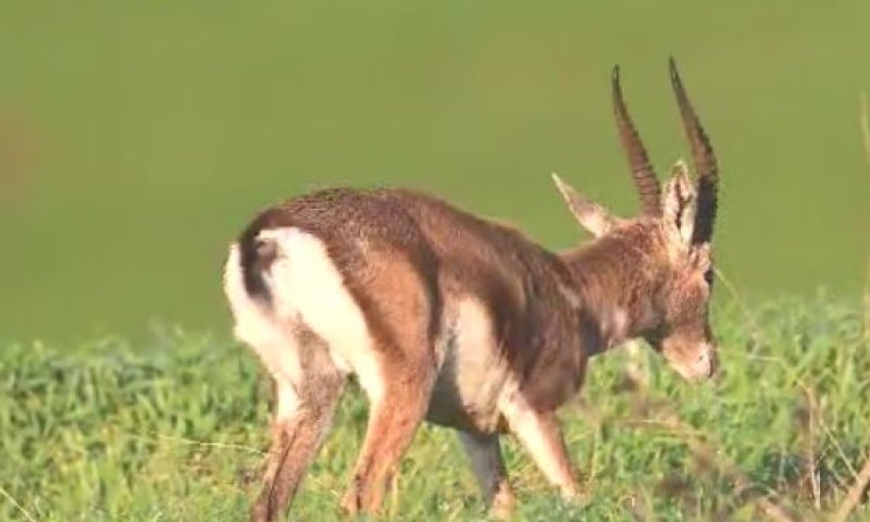 צילום מדהים: צבי בזריחה מנער את הגשם מגופו