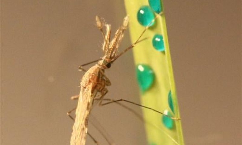 חוקרים ישראלים פיתחו שיטה חדשה להדברת יתושי המלריה