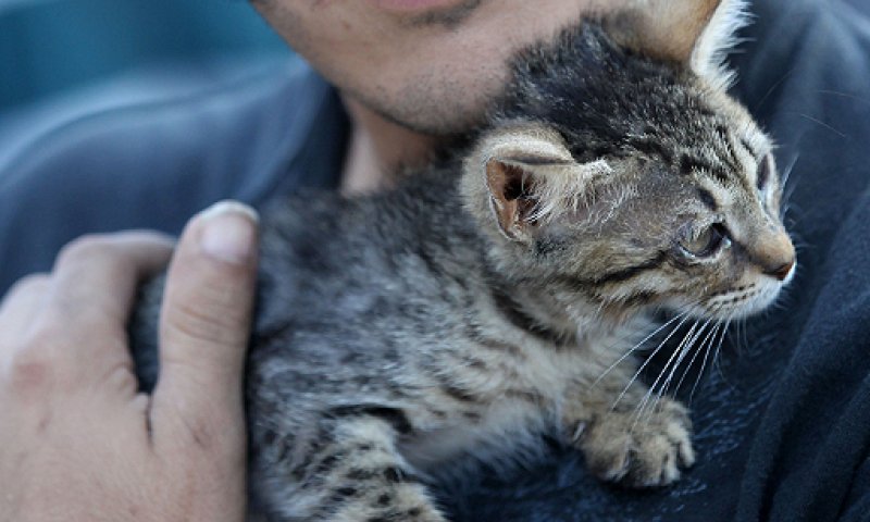 "החוק לעיקור בעלי חיים יגרום סבל מיותר"