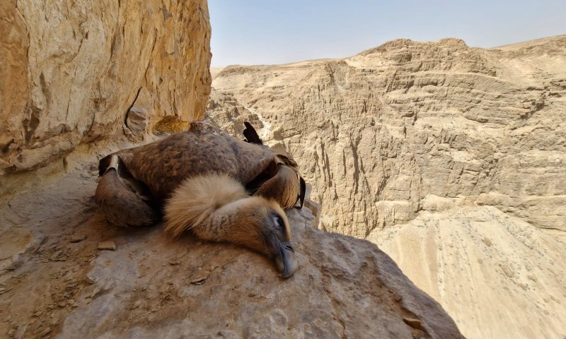 בשיא עונת הקינון: שני נשרים הורעלו למוות בדרום