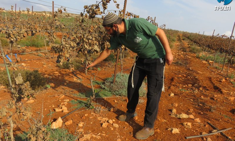 טרור חקלאי: כאלף גפנים הושחתו ונכרתו בגוש שילה