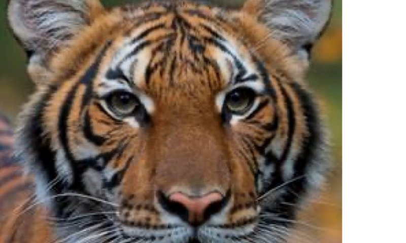 נמר בגן החיות בניו יורק חלה בקורונה