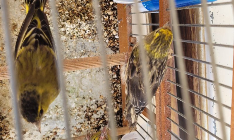 בזכות ערנות הפקח: ציפורים שהוחזקו בשבי שוחררו