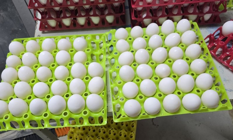 הפקחים תפסו על חם: מגדל עופות שוטף 9,000 ביצים