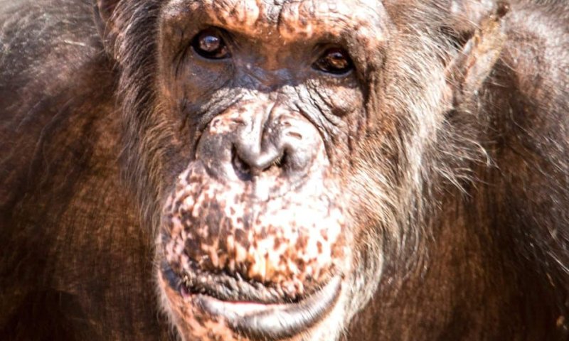 השימפנזה המבוגרת ביותר בספארי הלכה לעולמה