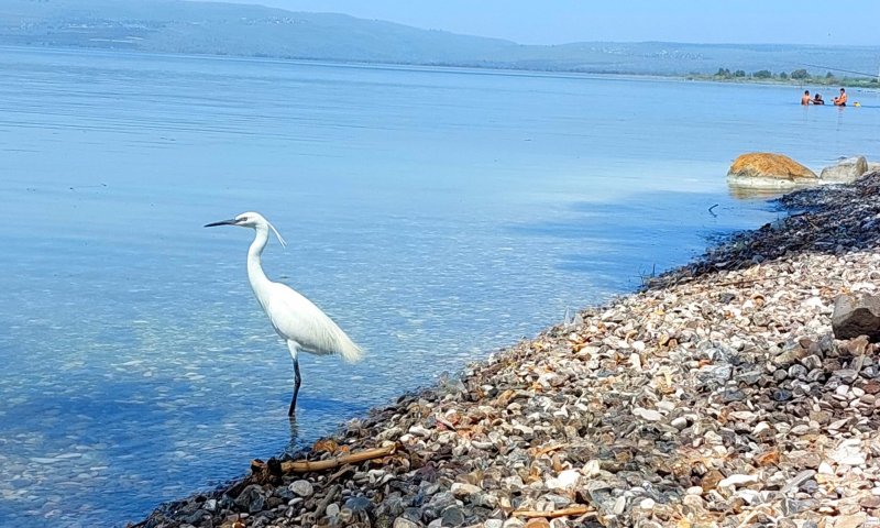 בדרך לעוד שיא: מפלס הכנרת בעוד קפיצה נאה