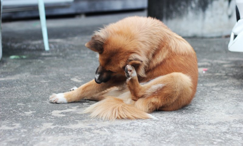 יש לכם כלב &ndash; זהירות! אסור להוציא קרציות בשבת