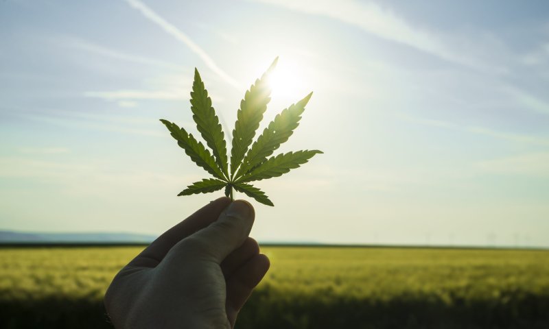 מלחמות הקנאביס| הצד שלא הכרתם &bull;ביקורת ספרים