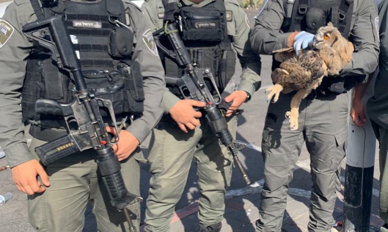 לוחמי מג"ב הצילו את הדורס הלילי הגדול בעולם