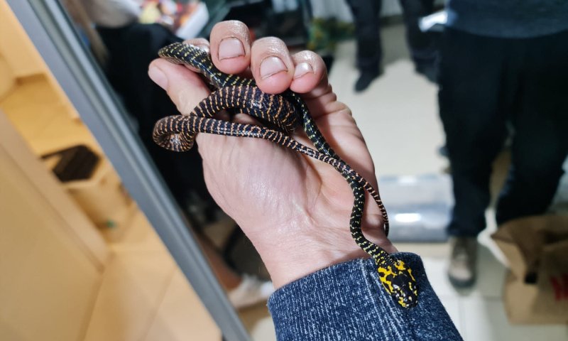 המשטרה תפסה זוחלים מסוכנים שהוחזקו בירושלים