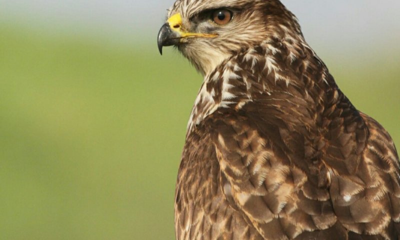 תמונת היום: עקב חורף נהנה מהשמש הישראלית