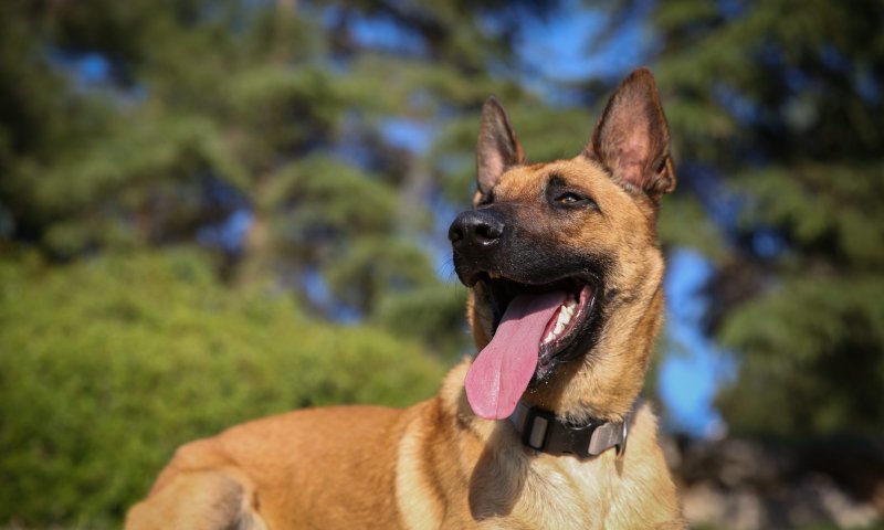 מפחיד: נערה הועברה לביה"ח בעקבות נשיכת כלב