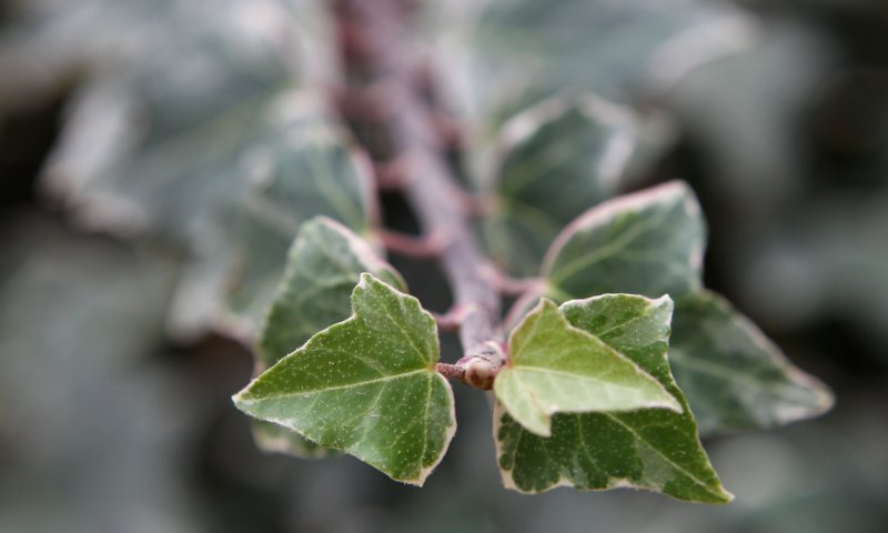 לא ניתן לשנות נטייה מינית? אמונת השינוי היהודית