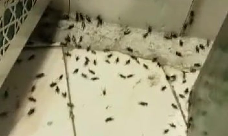 צפו: מיליוני מקקים תקפו מוסלמים בתפילה במכה