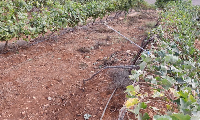 ערבים הציתו מספר מוקדים בגוש שילה במהלך השבת