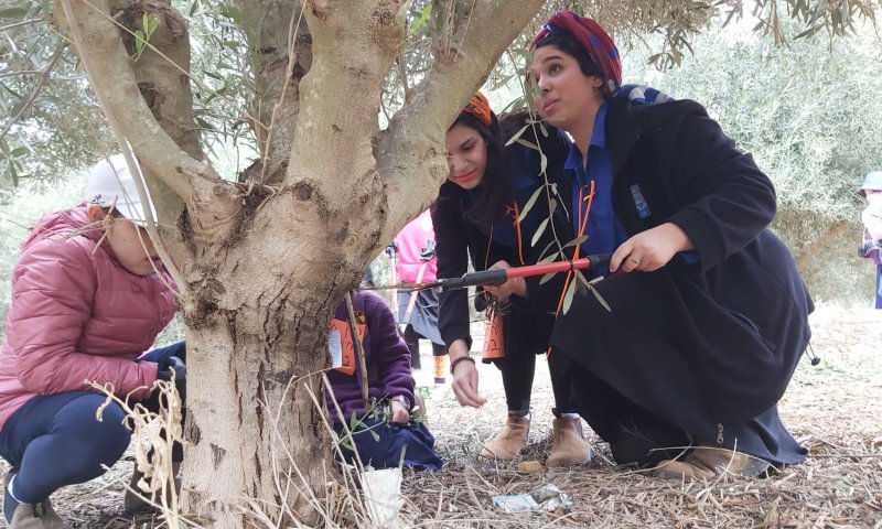 במקום נטיעות חניכי עזרא עזרו לחקלאי הנגב