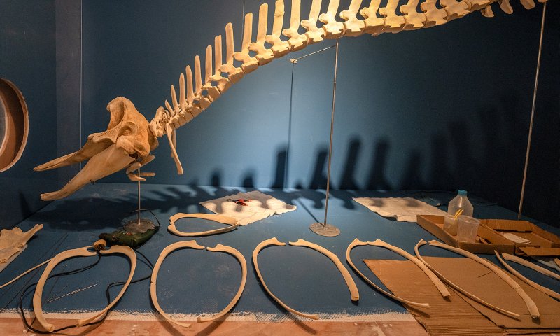 צלילה לעולם יונקי הים: תערוכה חדשה בחיפה