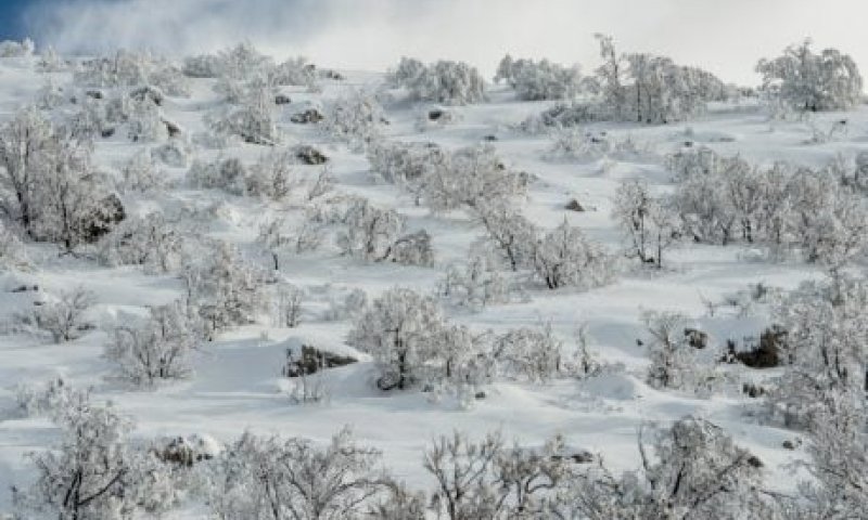 צניחה בטמפרטורות; השלג חוזר: תחזית מזג האוויר