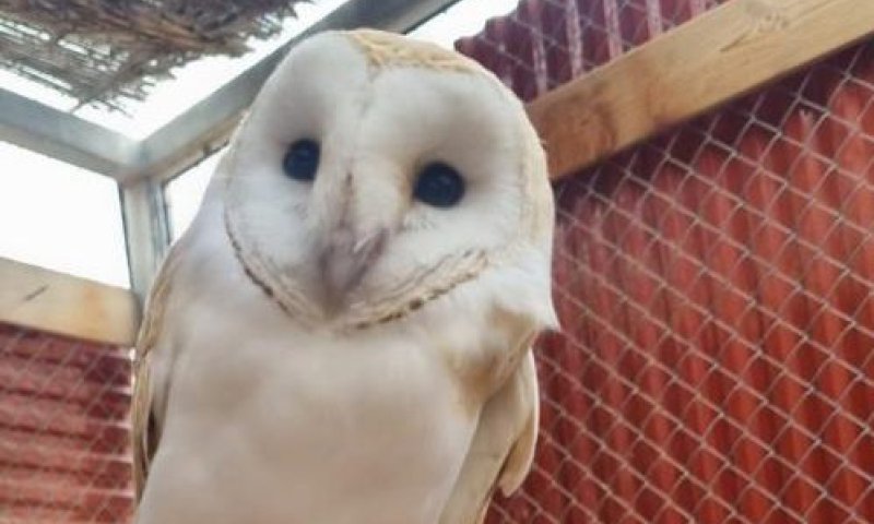 בזכות תושיית האזרחית: תנשמת לבנה ניצלה ממוות