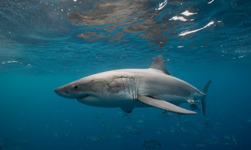 אסון באוסטרליה: גולש בים מת לאחר שהותקף ע"י כריש