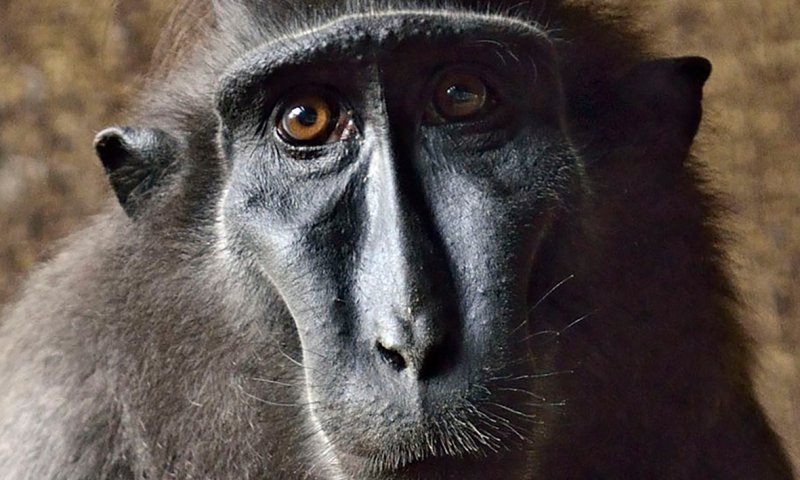 לאחר מחלה: הקופה האהובה הלכה לעולמה