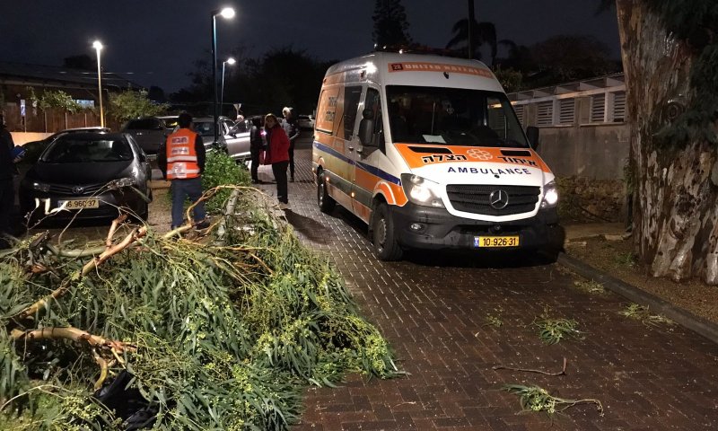 מזג האוויר הסוער: עץ קרס על ילד ופצע אותו קשה