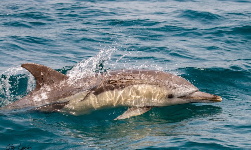 מרהיב: לשוט עם דולפינים בים התיכון &bull; צפו: