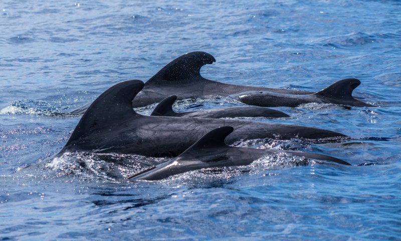 מאות לווייתנים נמצאו מתים ליד ניו-זילנד: "קורע לב"