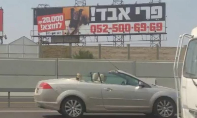 מוגזם? שלטי חוצות ו20,000 ש"ח למוצא הכלב האבוד