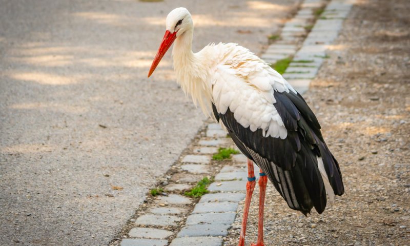 תעזרו לו: חבר ילדות שלי החליט שהוא חסידה