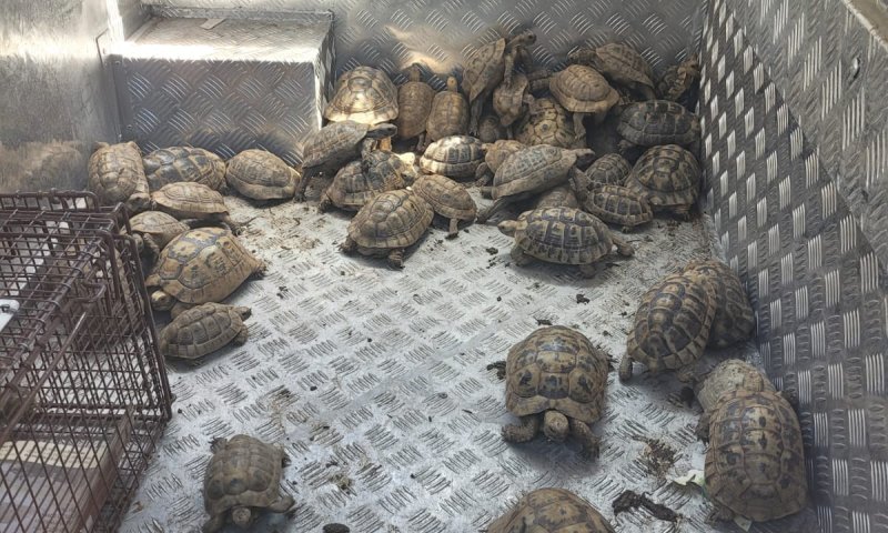 בניגוד לחוק: עשרות צבי יבשה אותרו בבית פרטי בראשל"צ