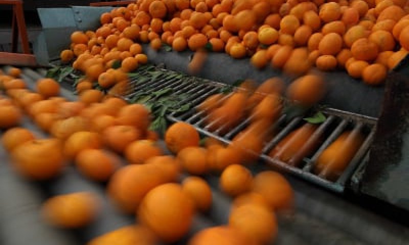 ונתנה הארץ יבולה: שנת שיא בענף הפירות בישראל